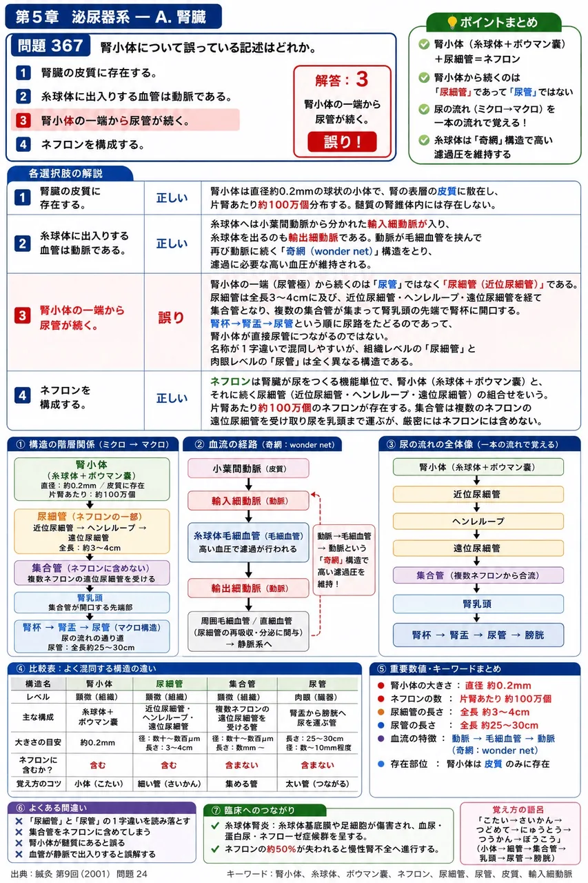 鍼灸 第9回(2001) 問題24|腎小体について誤っている記述はどれか。 解説図