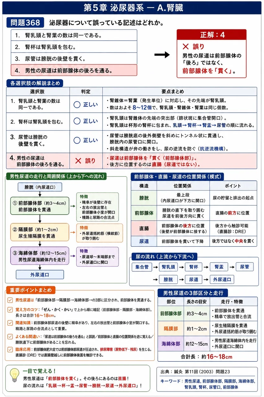 鍼灸 第11回(2003) 問題23|泌尿器について誤っている記述はどれか。 解説図