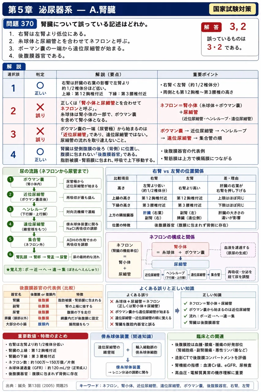 鍼灸 第13回(2005) 問題25｜腎臓について誤っている記述はどれか。 解説図