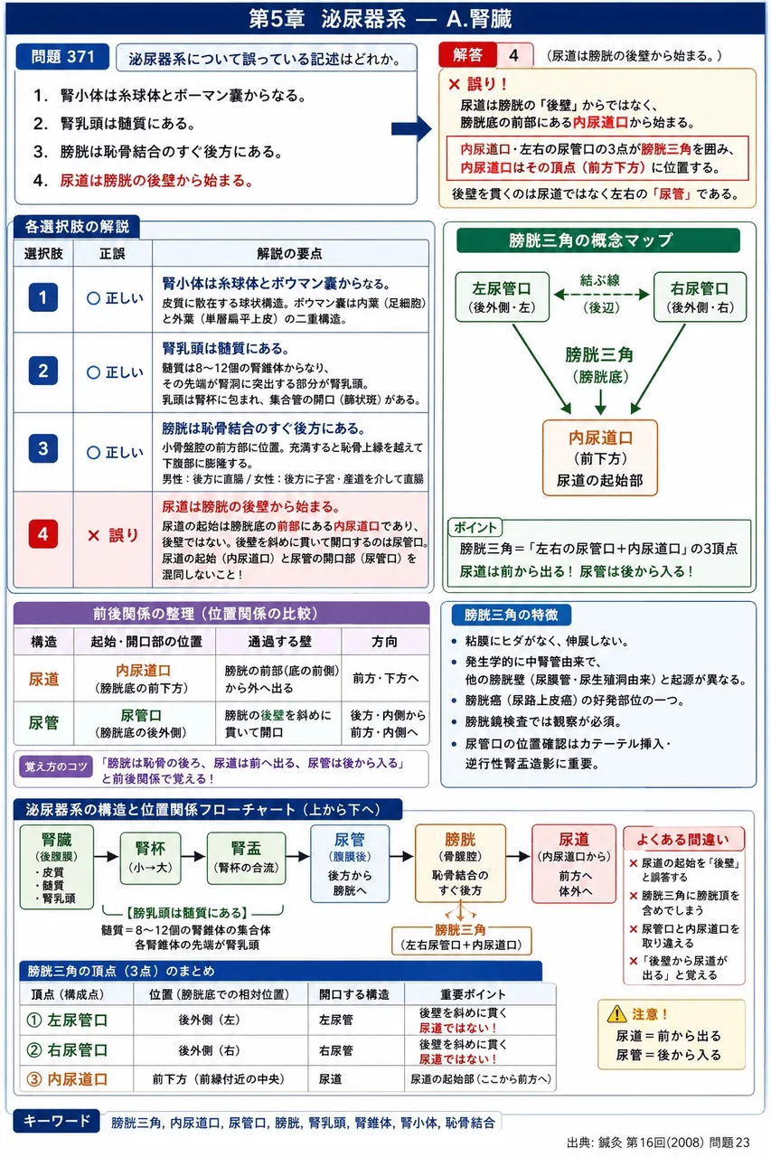 鍼灸 第16回(2008) 問題23｜泌尿器系について誤っている記述はどれか。 解説図