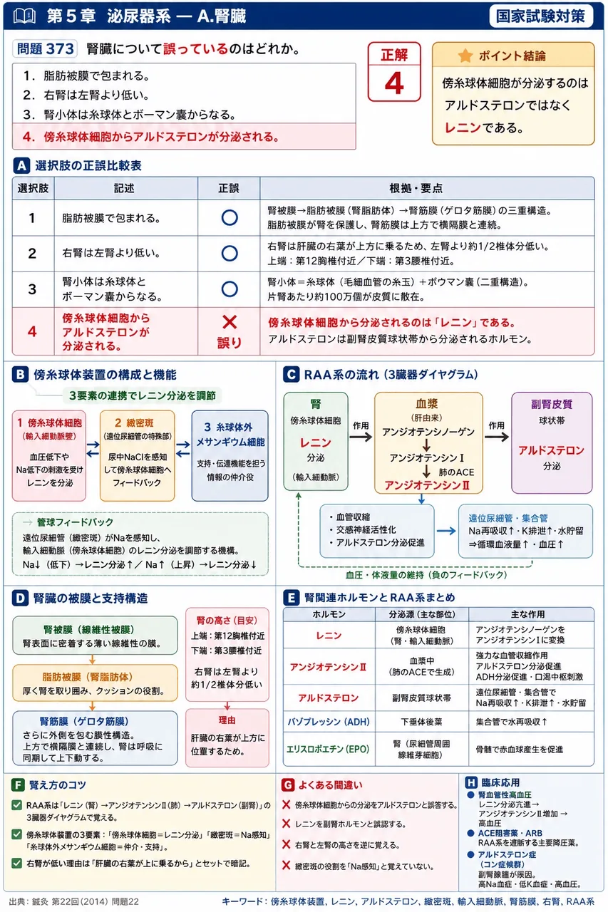 鍼灸 第22回(2014) 問題22|腎臓について誤っているのはどれか。 解説図