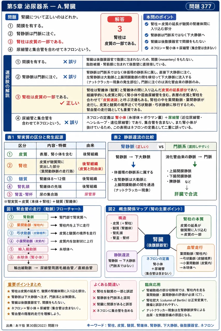 あマ指 第30回(2022) 問題19｜腎臓について正しいのはどれか。 解説図