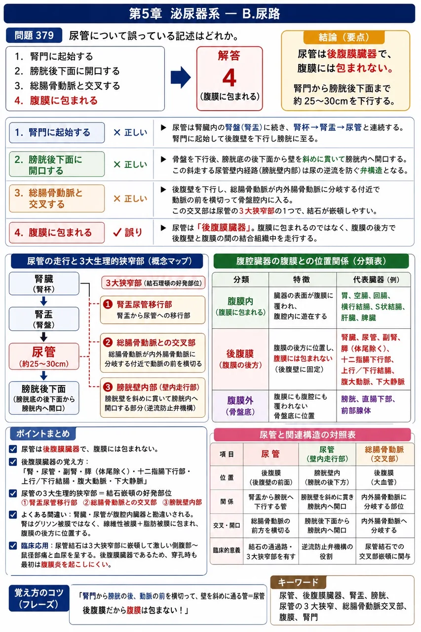 鍼灸 第6回(1998) 問題23｜尿管について誤っている記述はどれか。 解説図