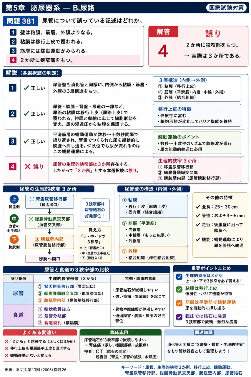 あマ指 第13回(2005) 問題26｜尿管について誤っている記述はどれか。 解説図