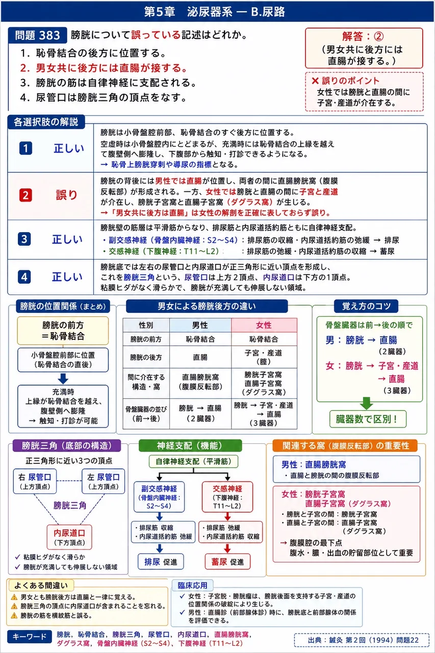 鍼灸 第2回(1994) 問題22｜膀胱について誤っている記述はどれか。 解説図