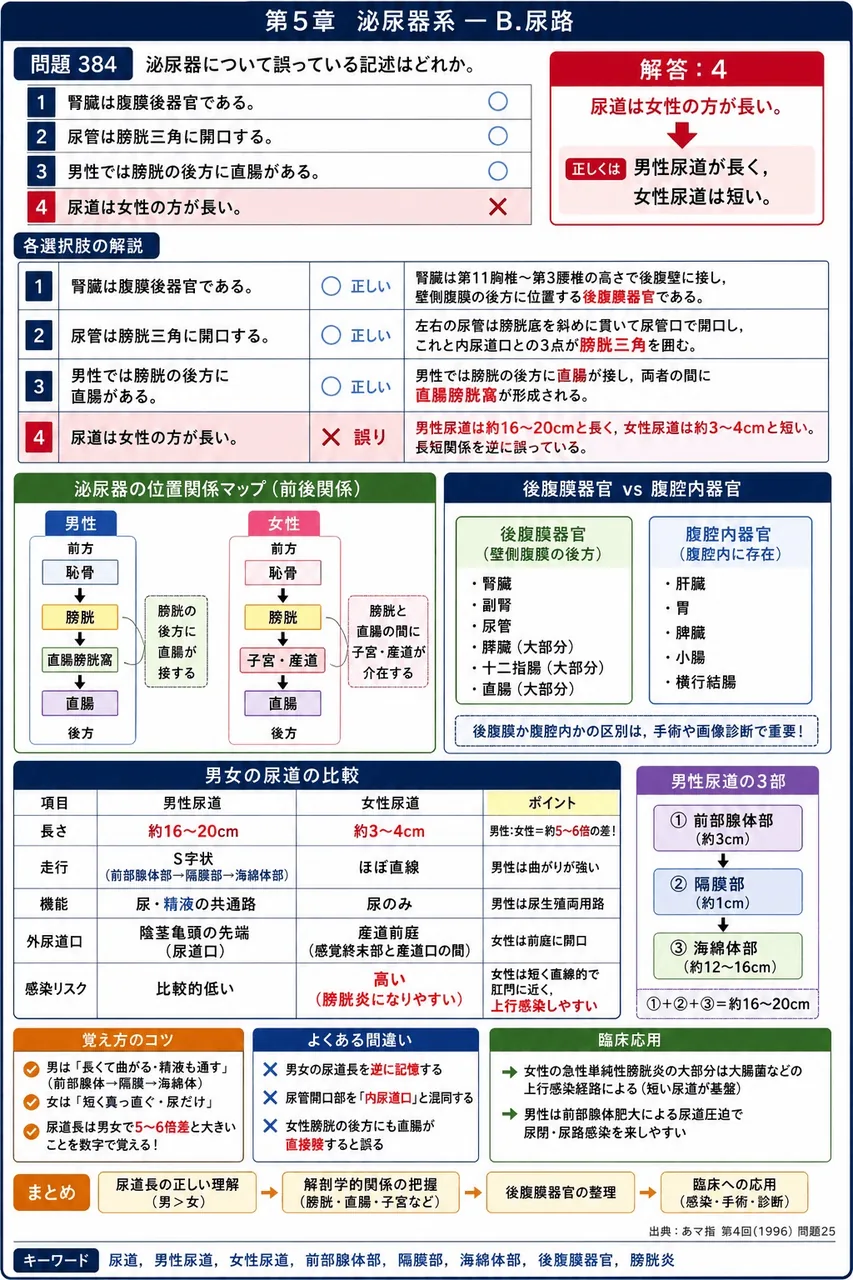 あマ指 第4回(1996) 問題25|泌尿器について誤っている記述はどれか。 解説図