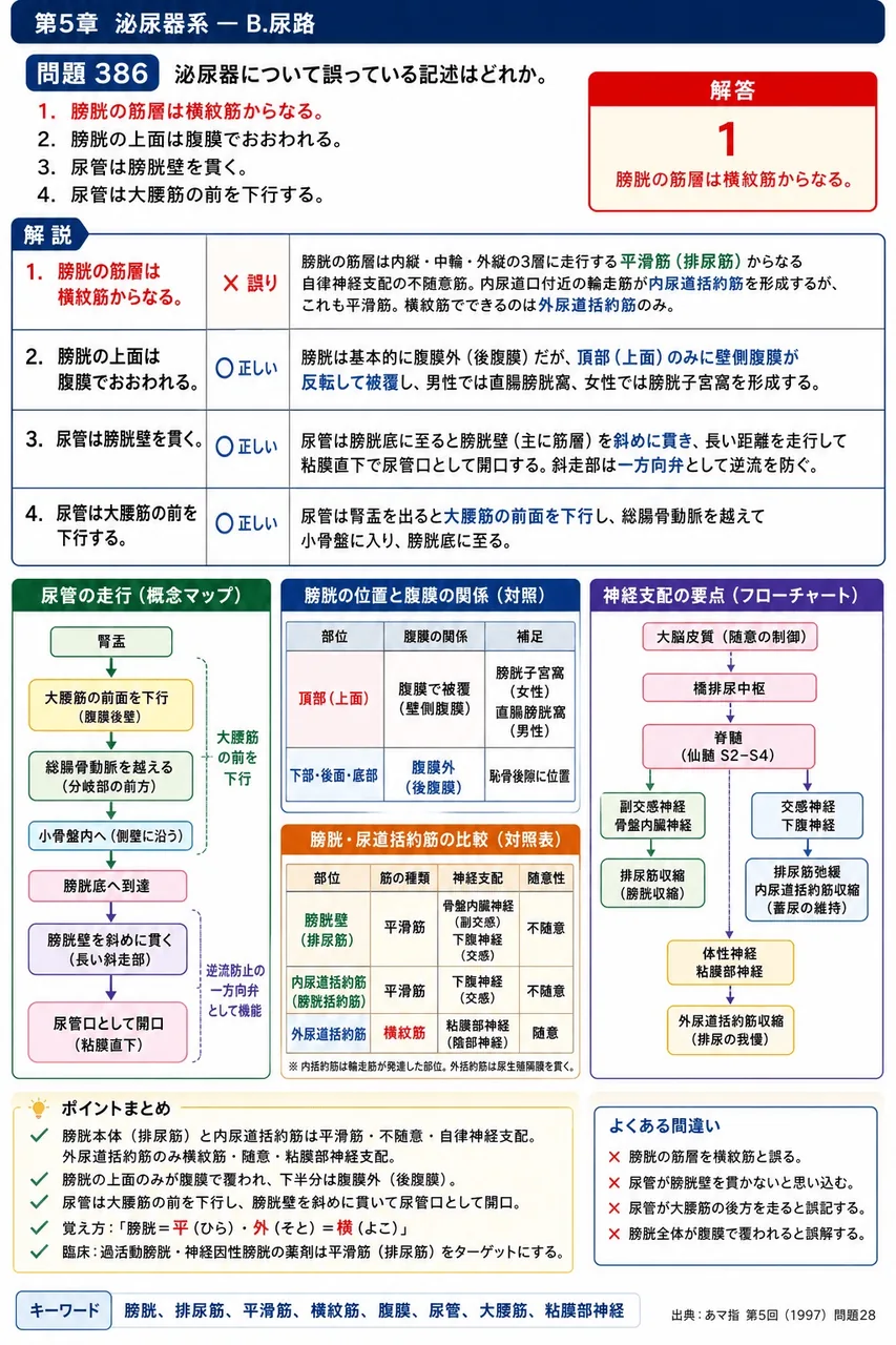 あマ指 第5回(1997) 問題28｜泌尿器について誤っている記述はどれか。 解説図