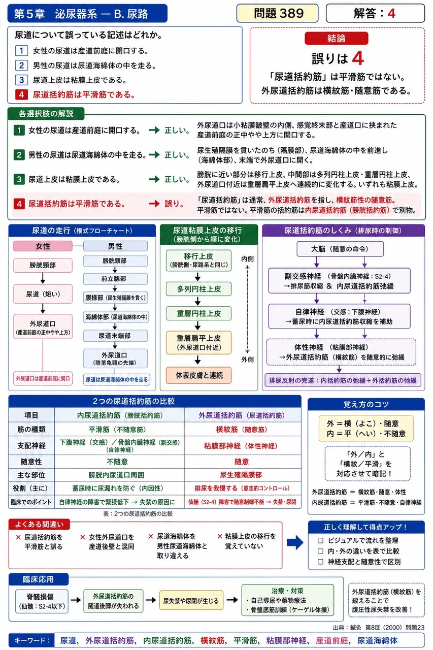 鍼灸 第8回(2000) 問題23｜尿道について誤っている記述はどれか。 解説図