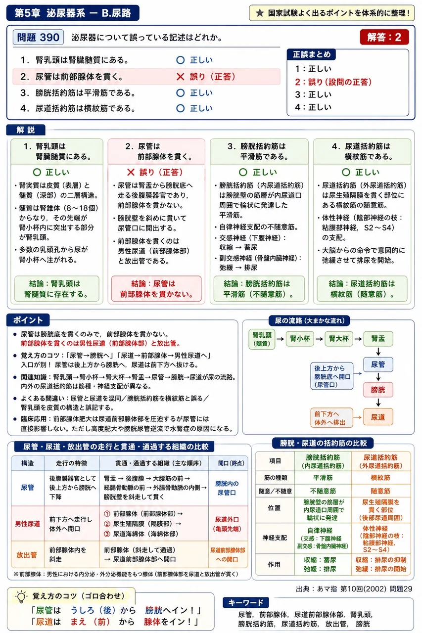 あマ指 第10回(2002) 問題29｜泌尿器について誤っている記述はどれか。 解説図