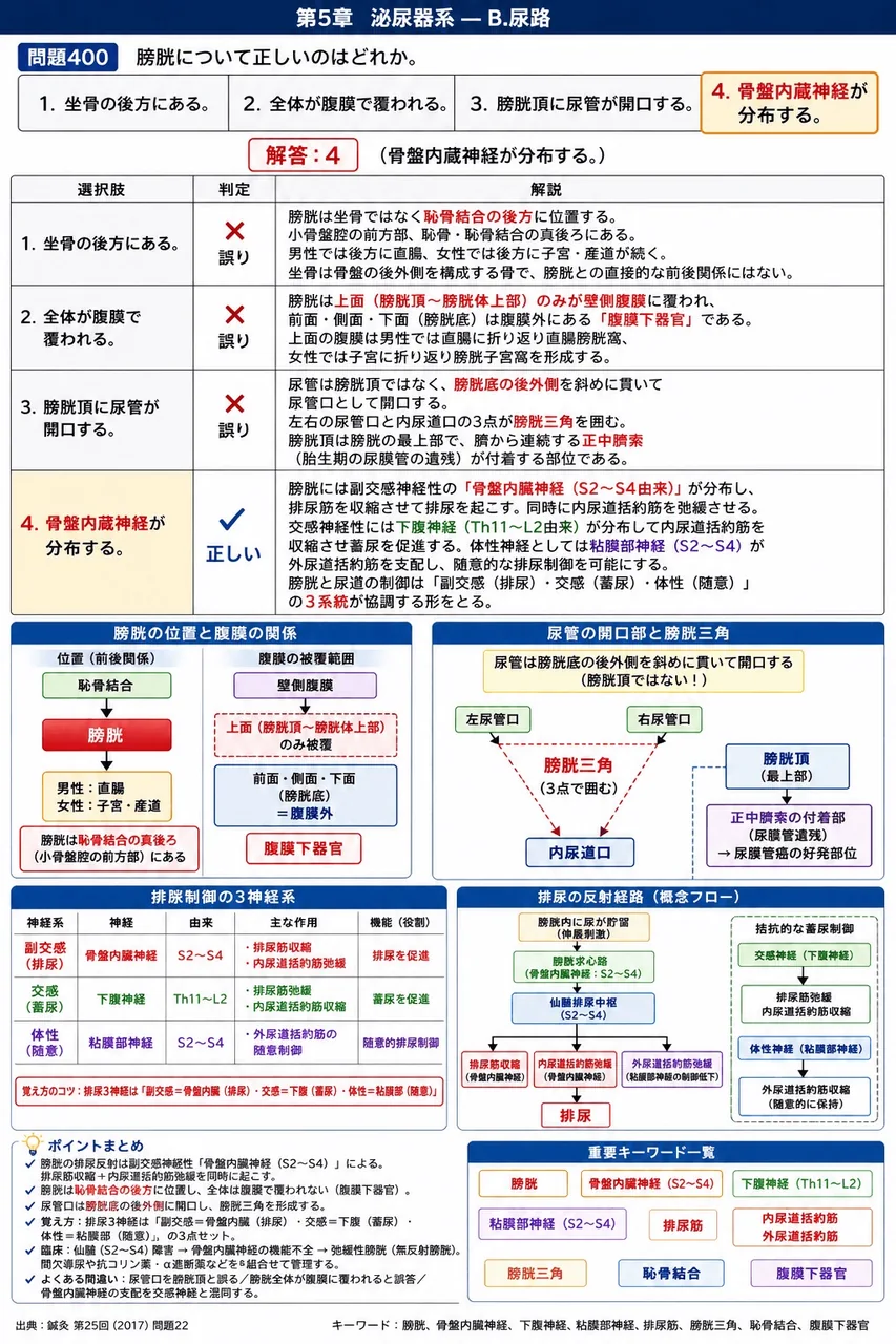 鍼灸 第25回(2017) 問題22｜膀胱について正しいのはどれか。 解説図