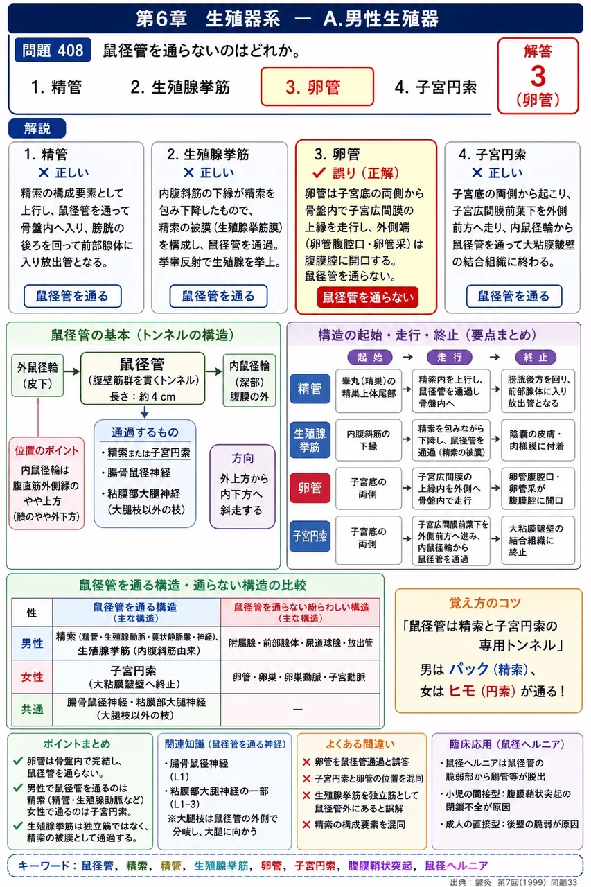 鍼灸 第7回(1999) 問題33|鼠径管を通らないのはどれか。 解説図