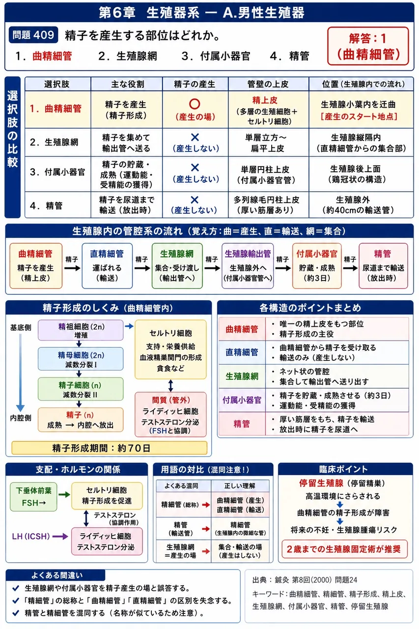 鍼灸 第8回(2000) 問題24｜精子を産生する部位はどれか。 解説図
