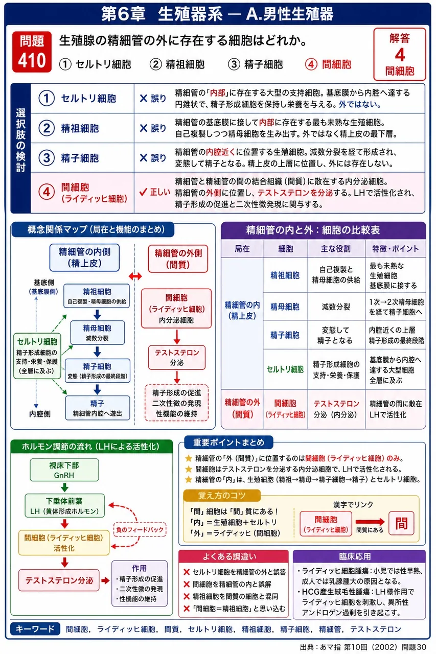 あマ指 第10回(2002) 問題30|精巣の精細管の外に存在する細胞はどれか。 解説図
