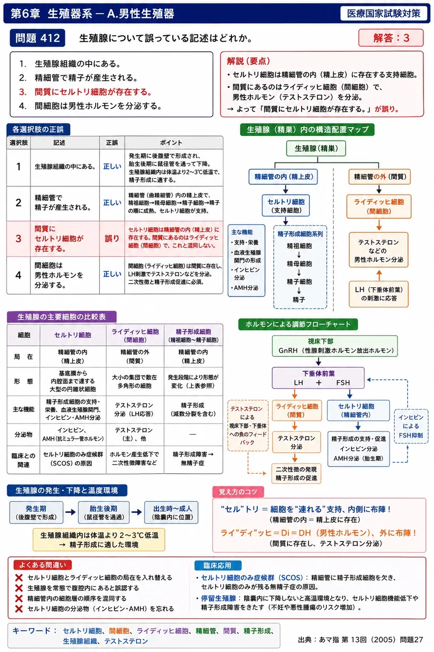 あマ指 第13回(2005) 問題27|精巣について誤っている記述はどれか。 解説図