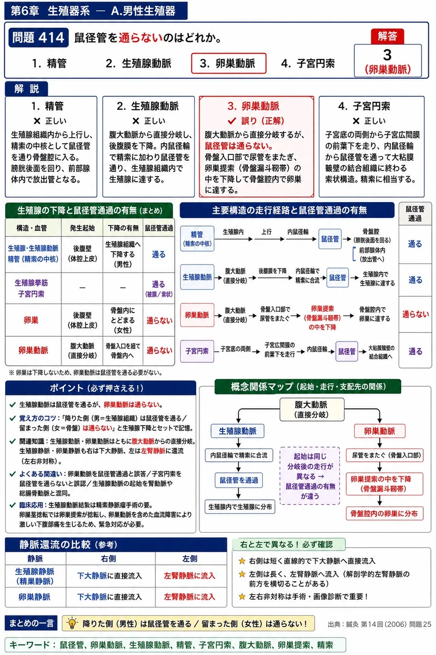 鍼灸 第14回(2006) 問題25|鼠径管を通らないのはどれか。 解説図
