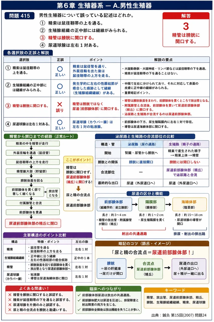 鍼灸 第15回(2007) 問題24｜男性生殖器について誤っている記述はどれか。 解説図