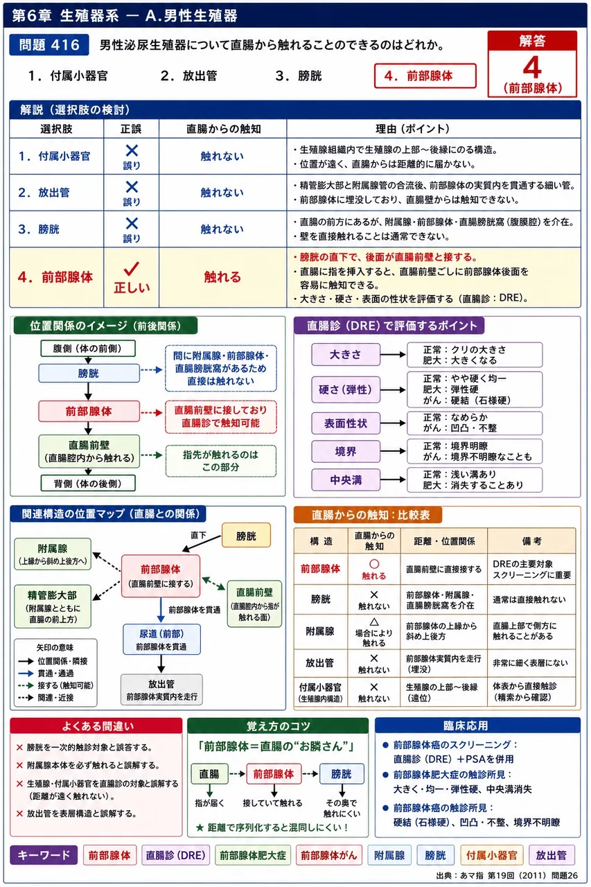 あマ指 第19回(2011) 問題26｜男性泌尿生殖器について直腸から触れることのできるのはどれか。 解説図