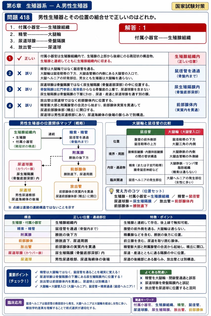鍼灸 第25回(2017) 問題23|男性生殖器とその位置の組合せで正しいのはどれか。 解説図