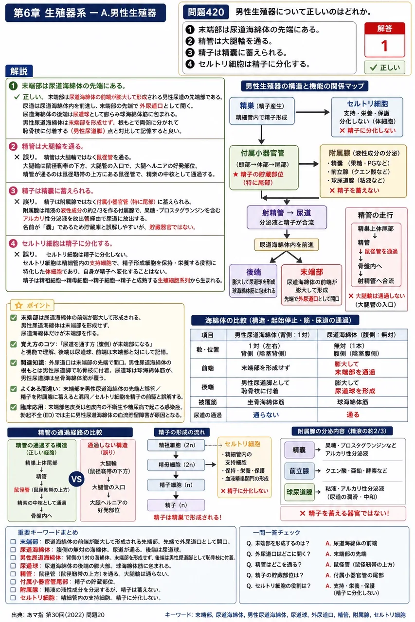 あマ指 第30回(2022) 問題20|男性生殖器について正しいのはどれか。 解説図