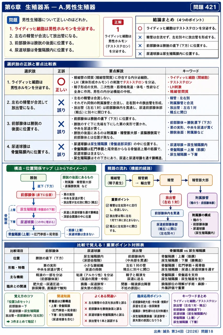 鍼灸 第34回(2026) 問題18｜男性生殖器について正しいのはどれか。 解説図