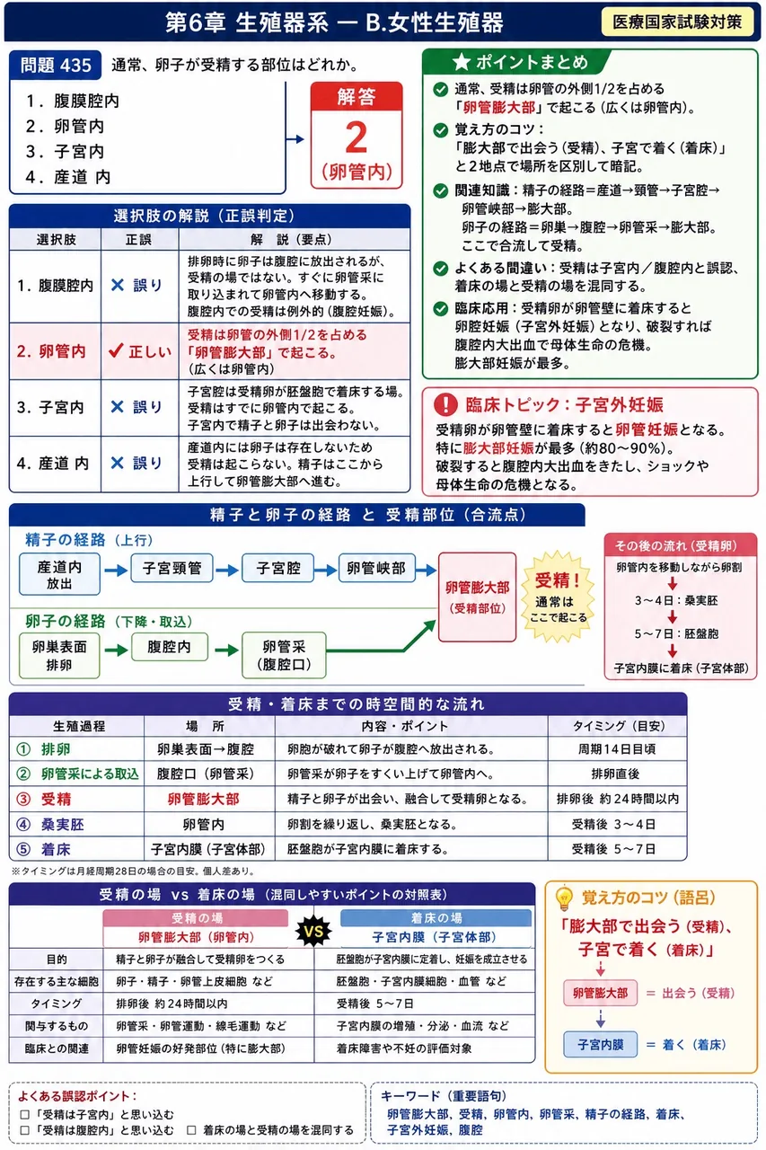 あマ指 第12回(2004) 問題30｜通常、卵子が受精する部位はどれか。 解説図