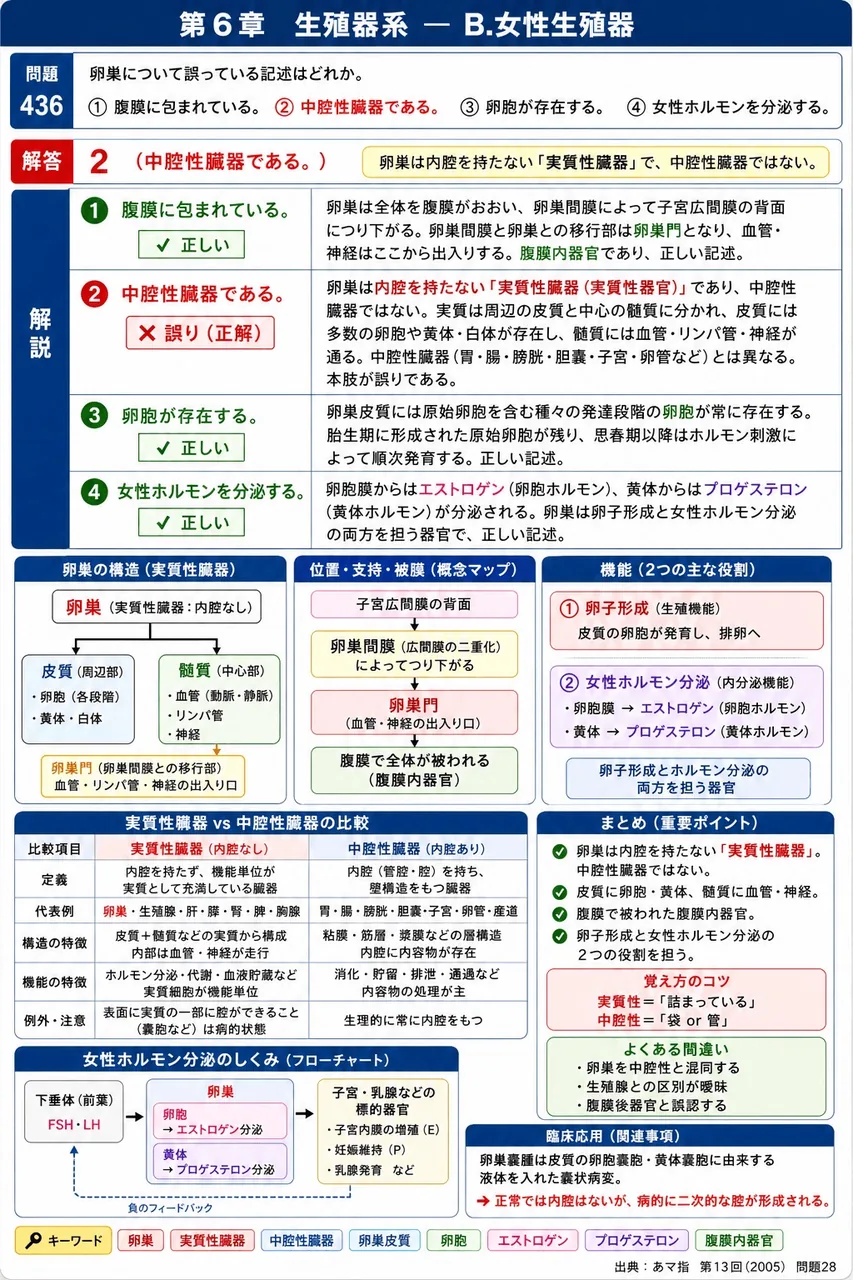 あマ指 第13回(2005) 問題28｜卵巣について誤っている記述はどれか。 解説図
