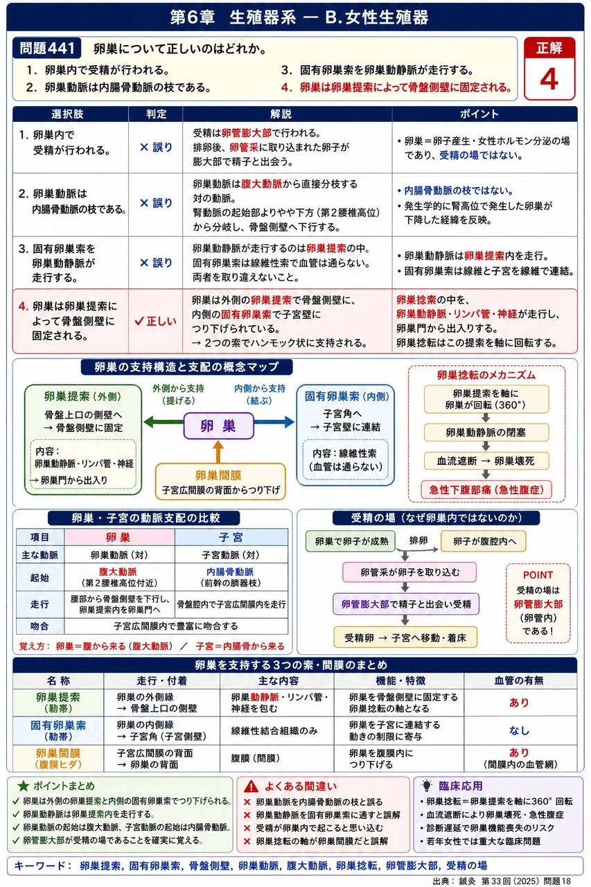 鍼灸 第33回(2025) 問題18｜卵巣について正しいのはどれか。 解説図
