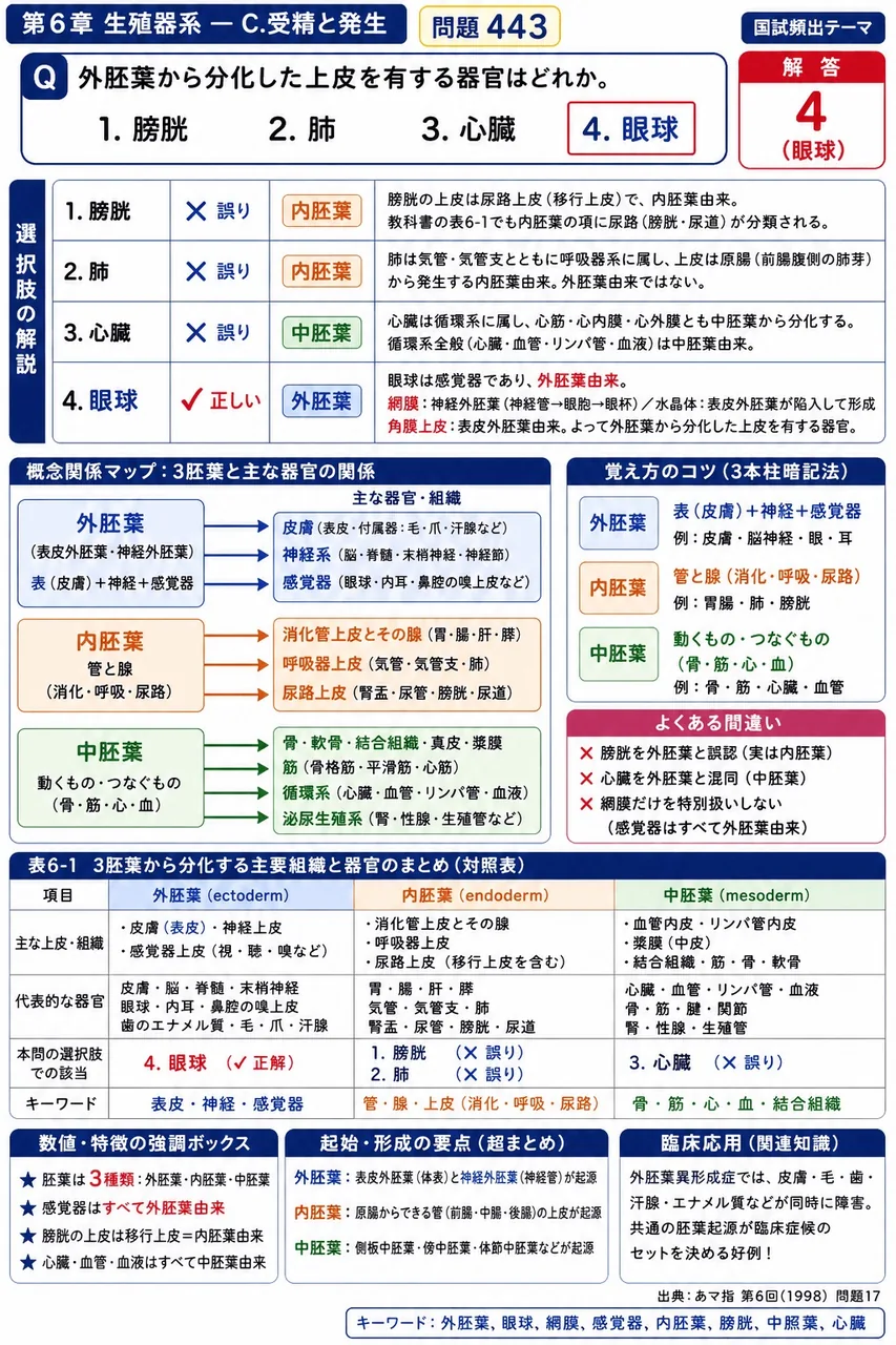 あマ指 第6回(1998) 問題17|外胚葉から分化した上皮を有する器官はどれか。 解説図