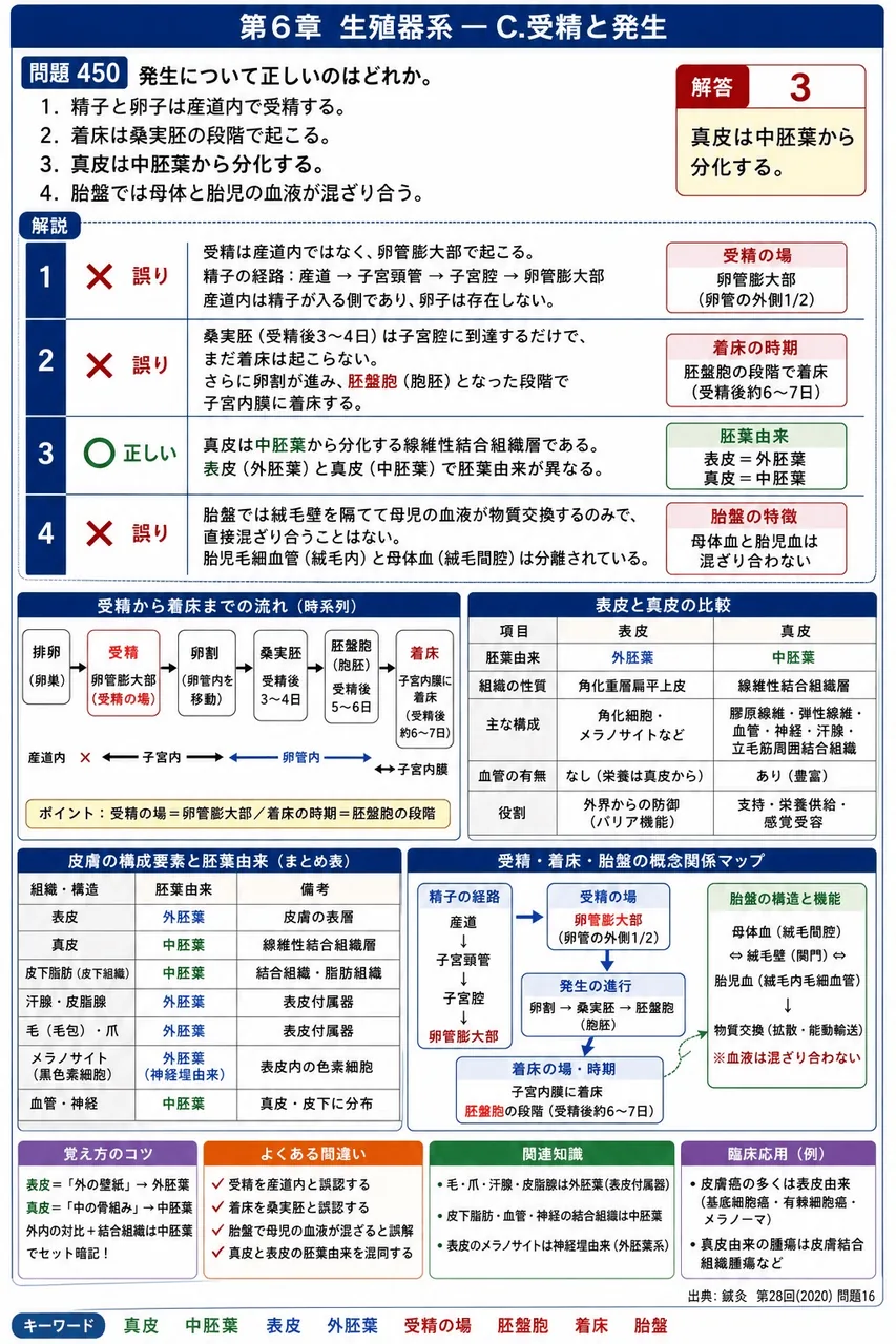 鍼灸 第28回(2020) 問題16｜発生について正しいのはどれか。 解説図