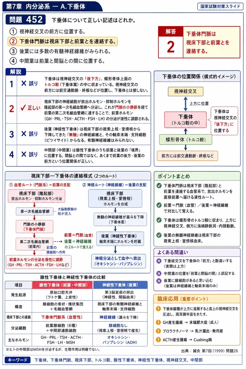 鍼灸 第7回(1999) 問題26|下垂体について正しい記述はどれか。 解説図