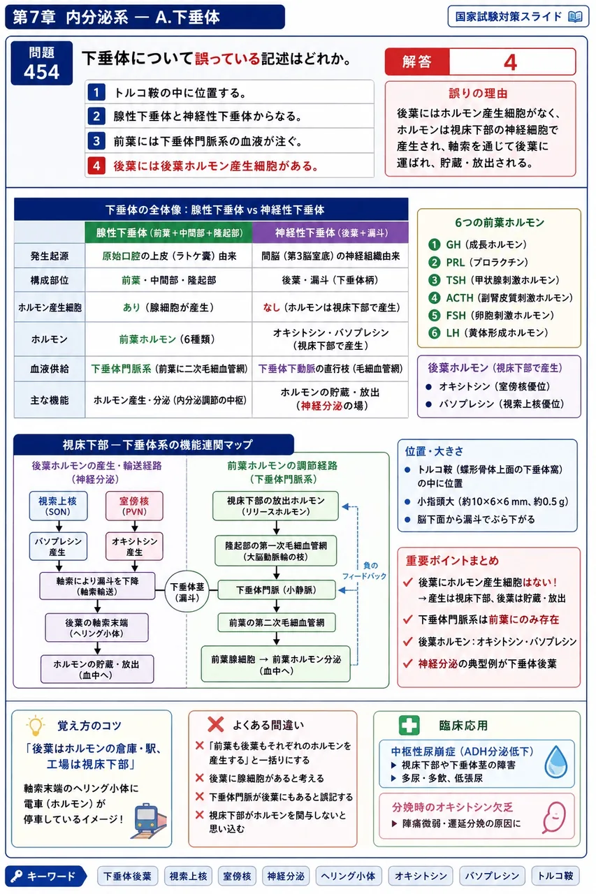 鍼灸 第13回(2005) 問題28｜下垂体について誤っている記述はどれか。 解説図