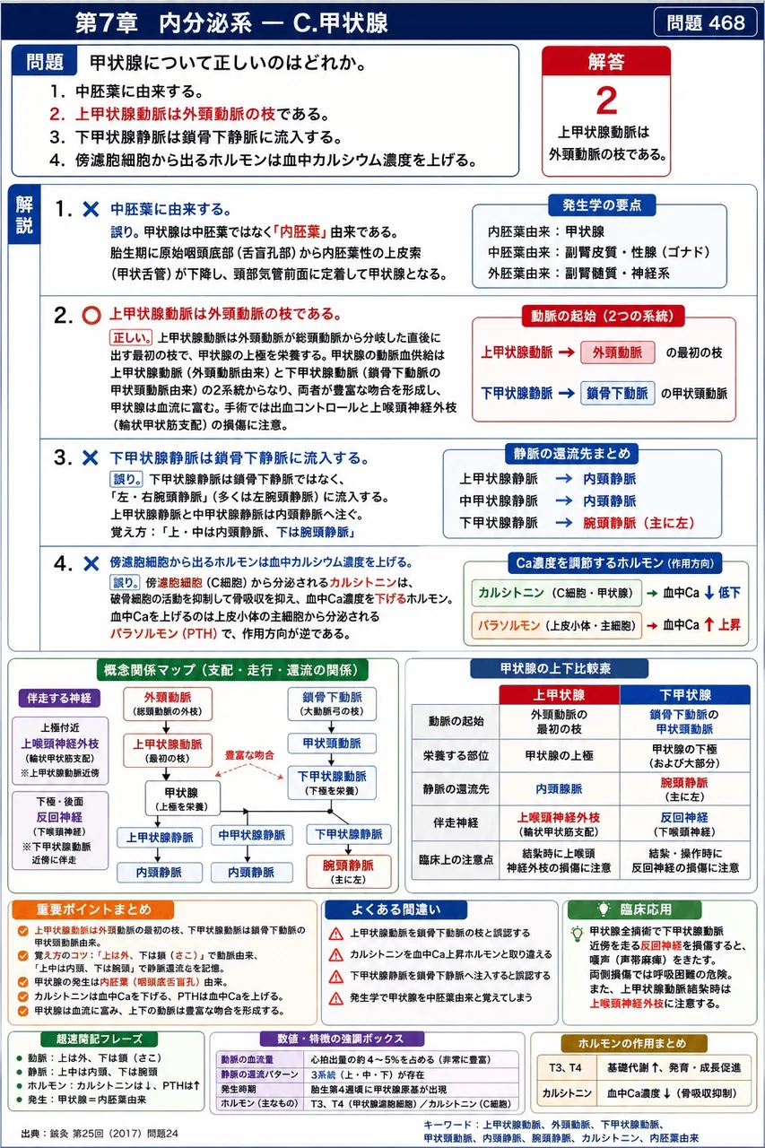 鍼灸 第25回(2017) 問題24｜甲状腺について正しいのはどれか。 解説図