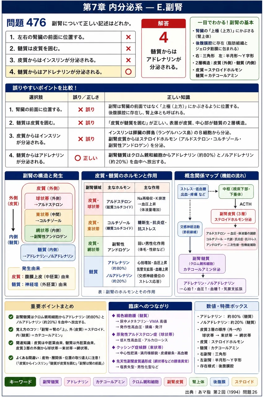 あマ指 第2回(1994) 問題26|副腎について正しい記述はどれか。 解説図