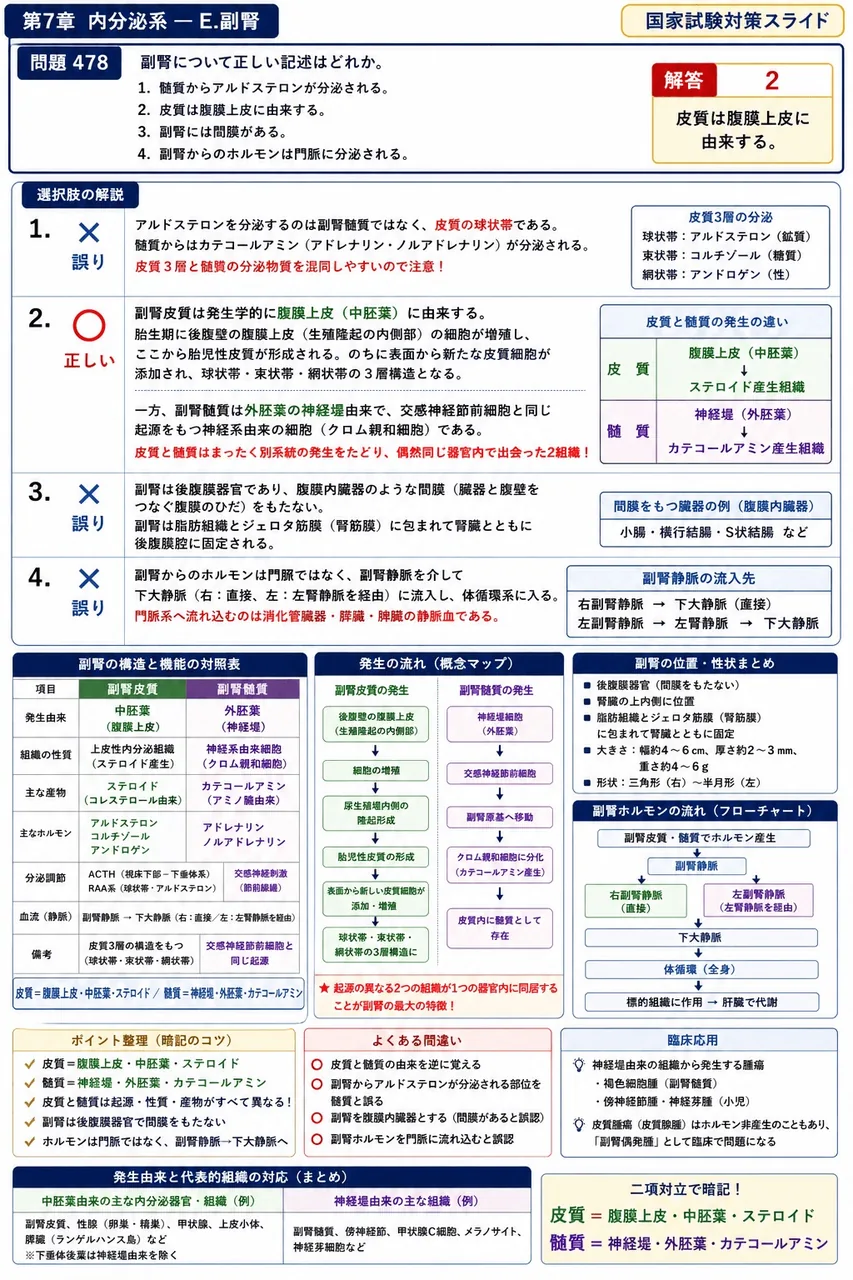 鍼灸 第20回(2012) 問題24｜副腎について正しい記述はどれか。 解説図