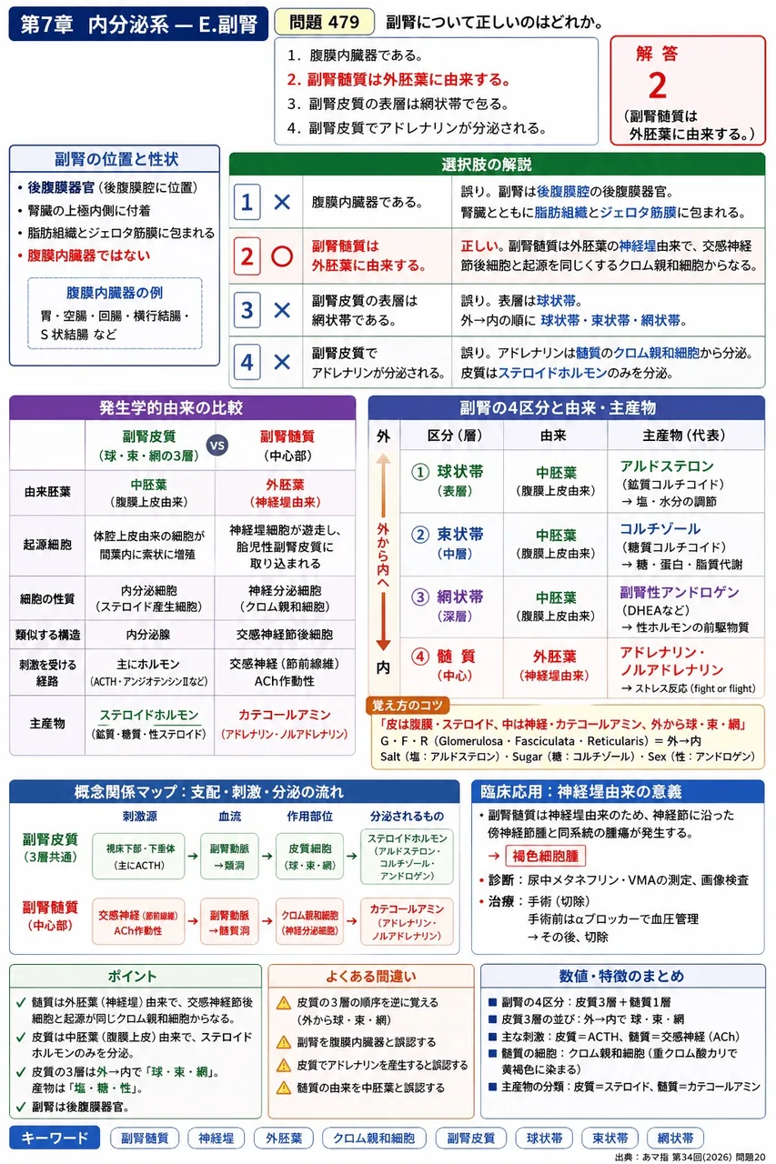 あマ指 第34回(2026) 問題20|副腎について正しいのはどれか。 解説図