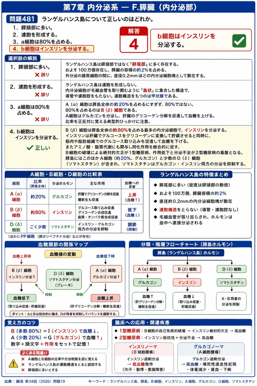 鍼灸 第34回(2026) 問題19|ランゲルハンス島について正しいのはどれか。 解説図