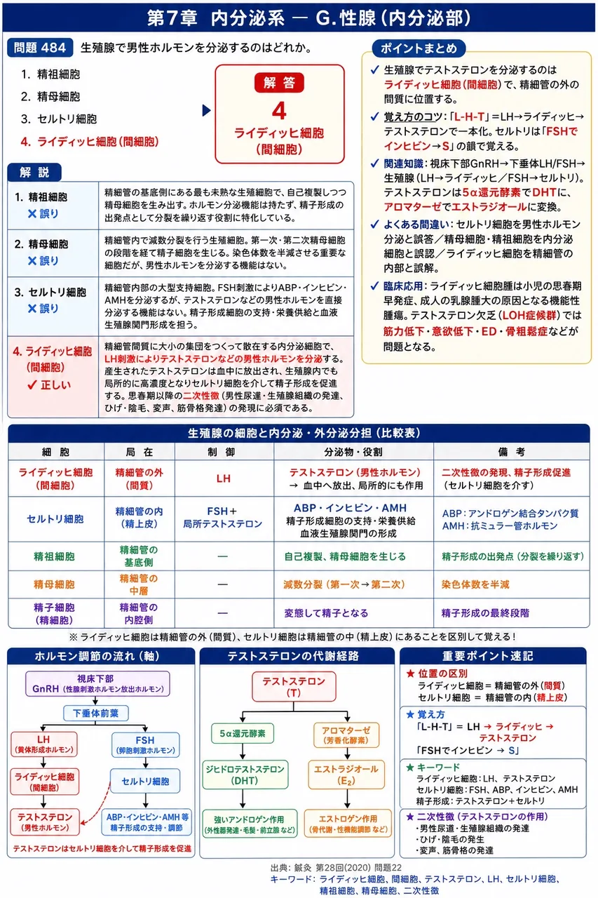 鍼灸 第28回(2020) 問題22｜精巣で男性ホルモンを分泌するのはどれか。 解説図