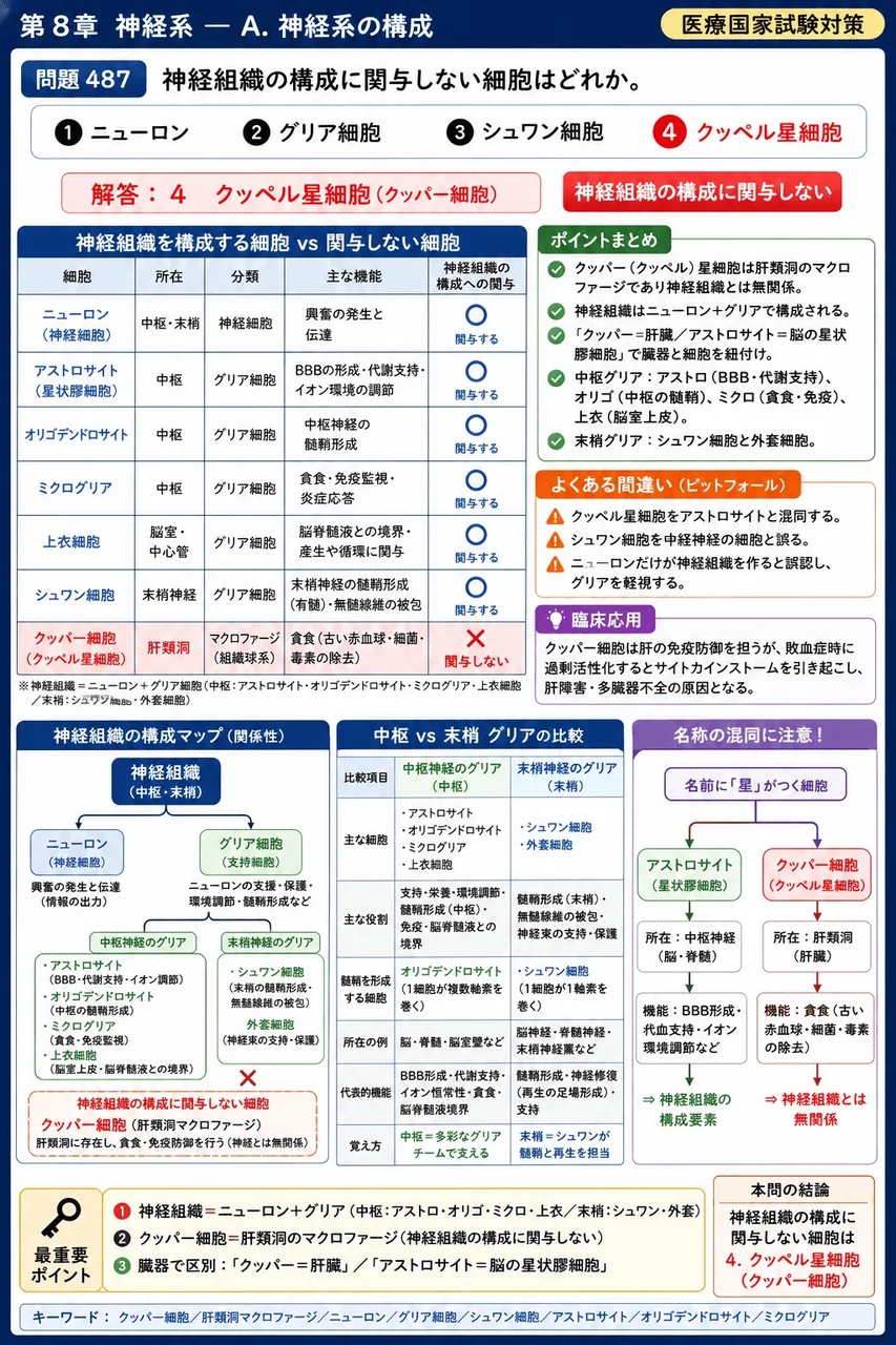 鍼灸 第7回(1999) 問題15｜神経組織の構成に関与しない細胞はどれか。 解説図