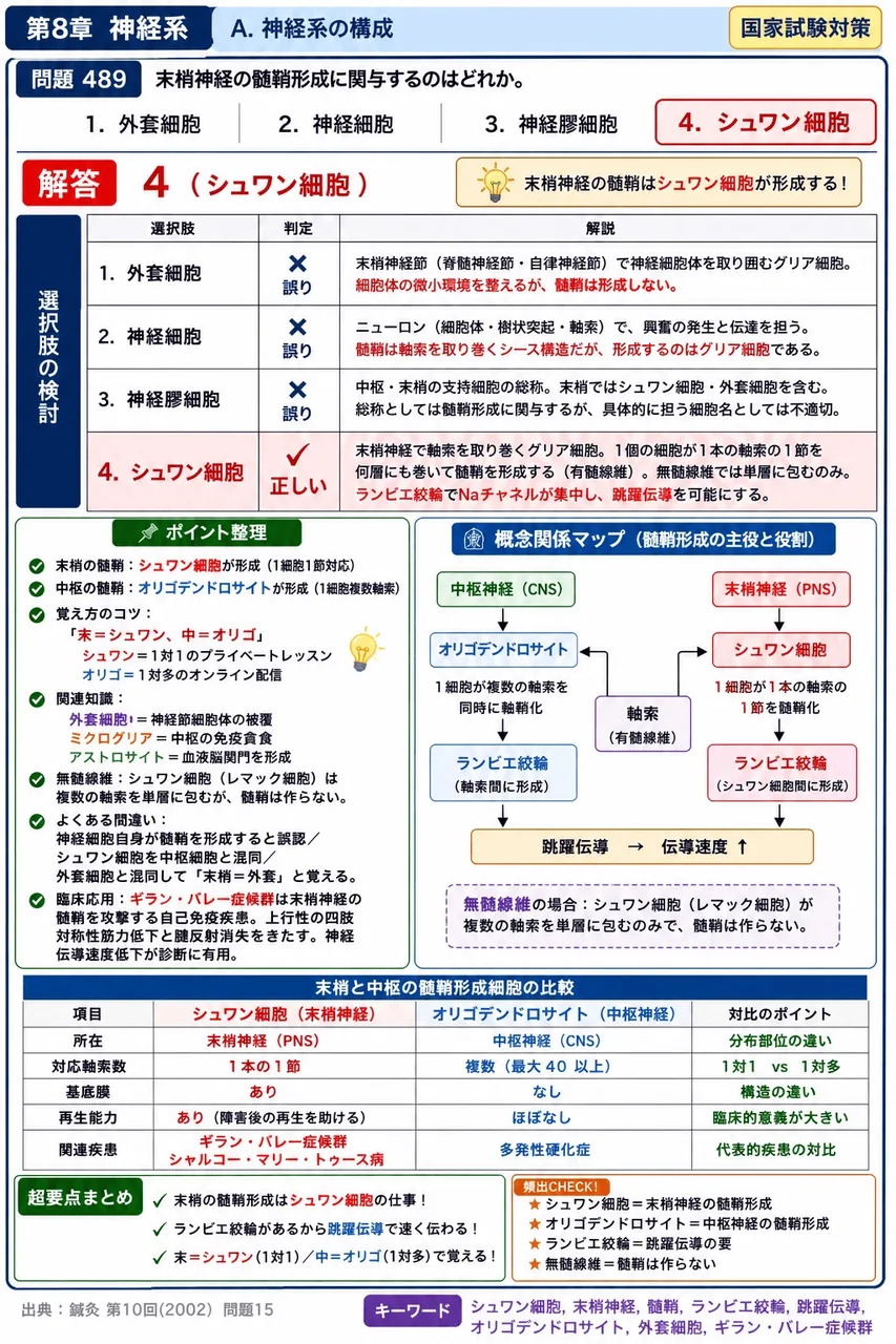 鍼灸 第10回(2002) 問題15｜末梢神経の髄鞘形成に関与するのはどれか。 解説図