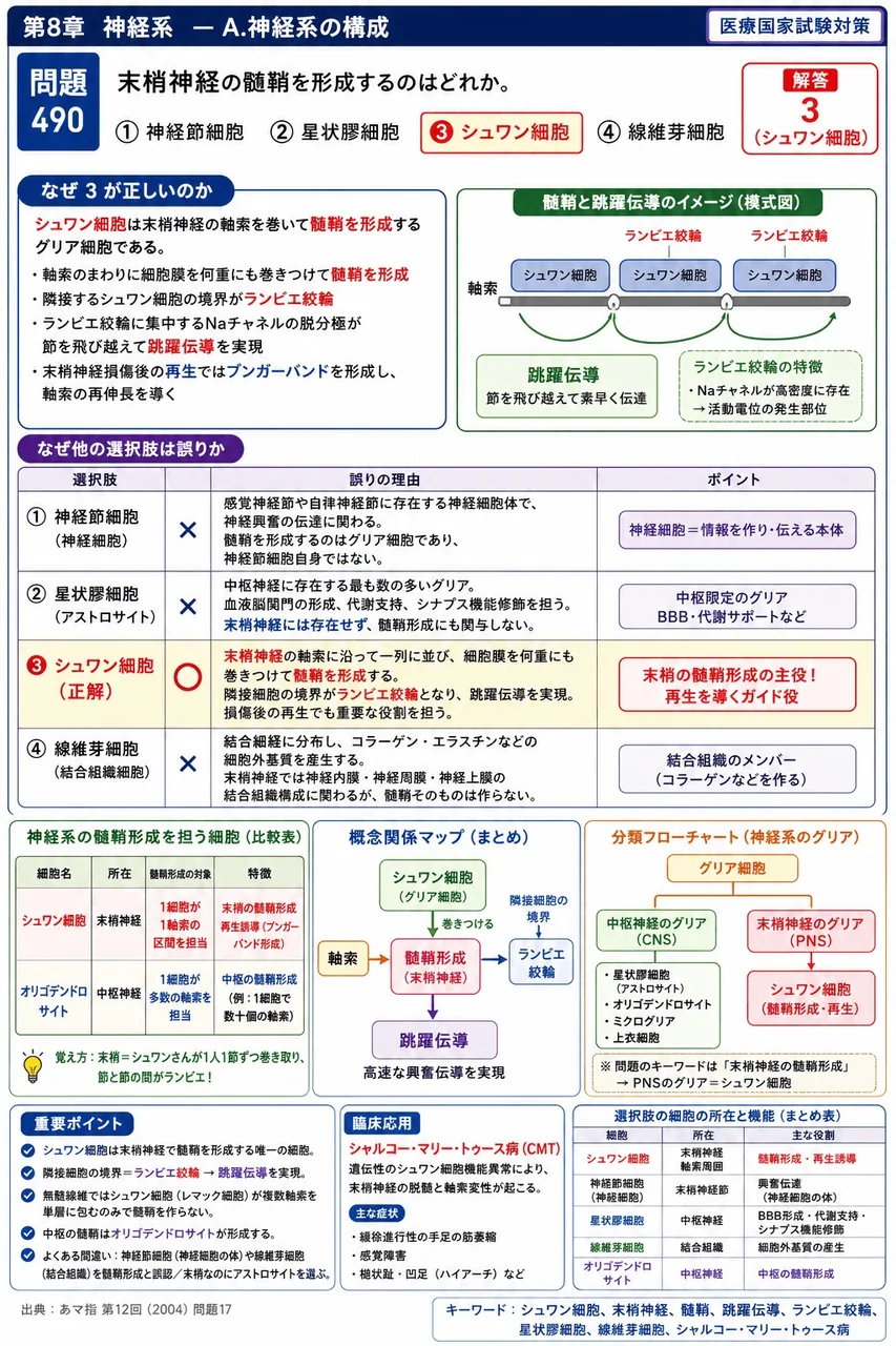 あマ指 第12回(2004) 問題17|末梢神経の髄鞘を形成するのはどれか。 解説図
