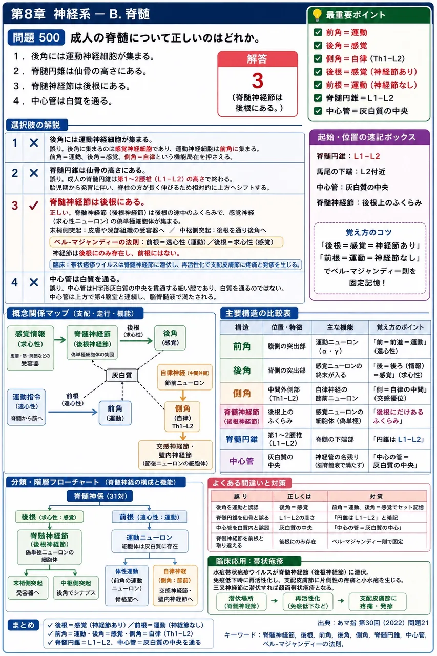 あマ指 第30回(2022) 問題21|成人の脊髄について正しいのはどれか。 解説図