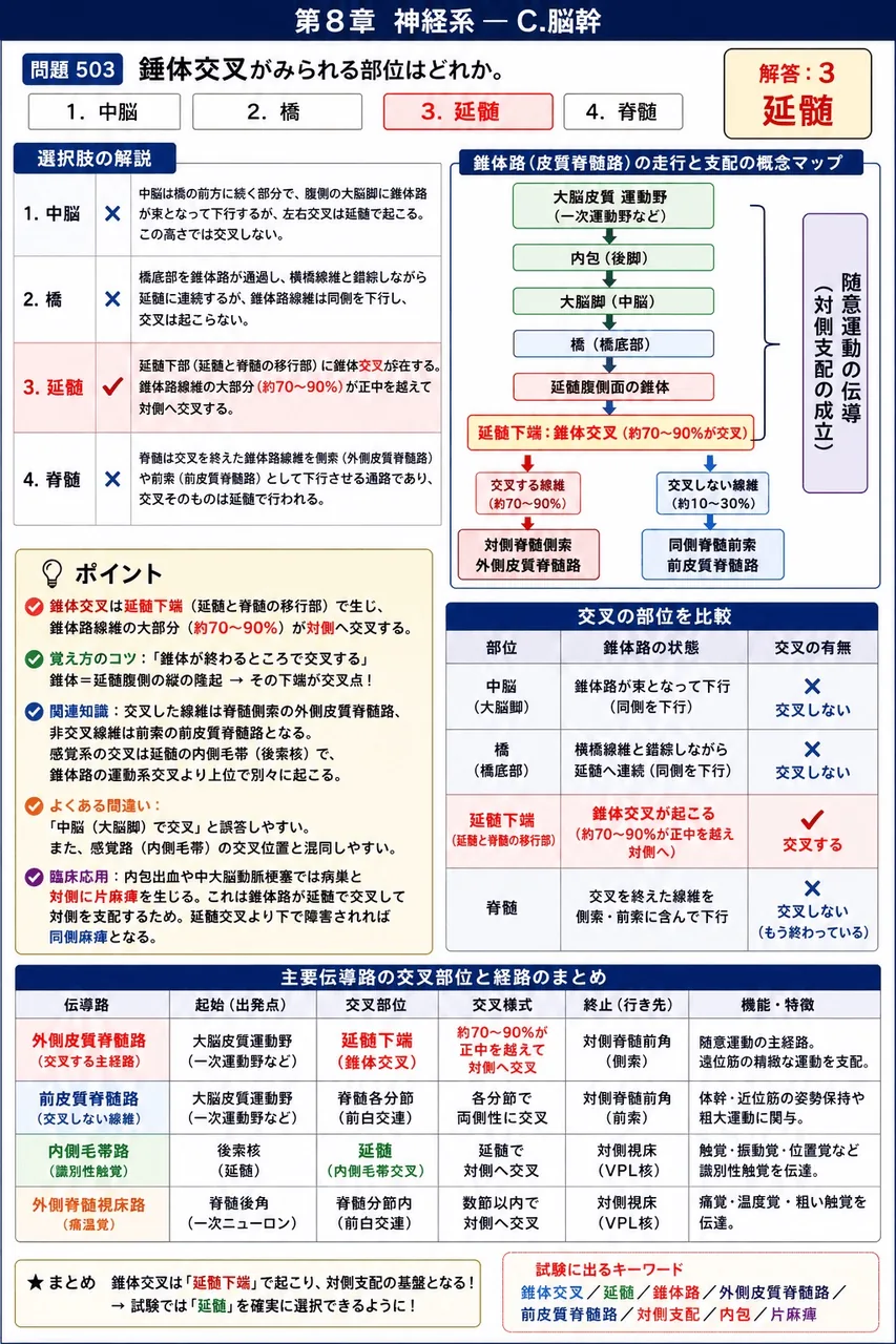あマ指 第3回(1995) 問題33|錐体交叉がみられる部位はどれか。 解説図