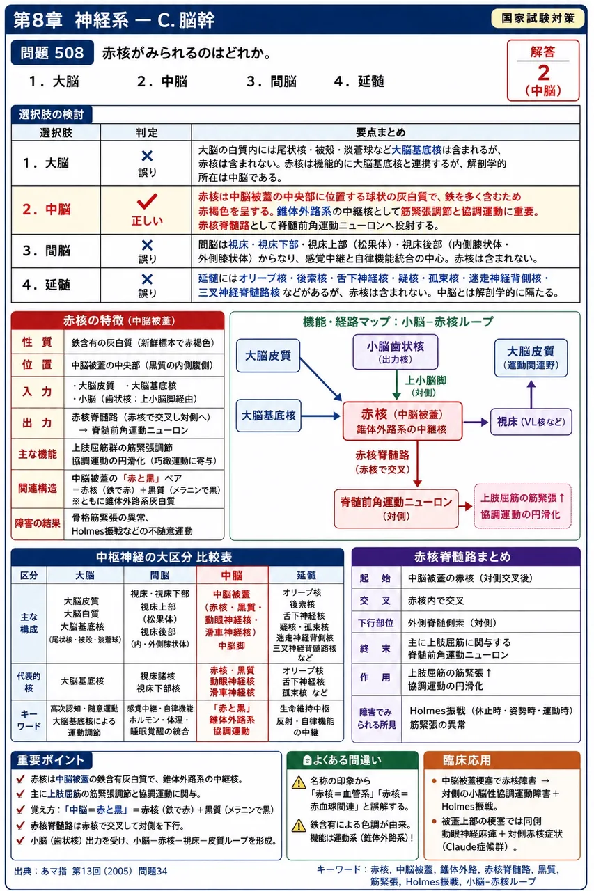 あマ指 第13回(2005) 問題34｜赤核がみられるのはどれか。 解説図