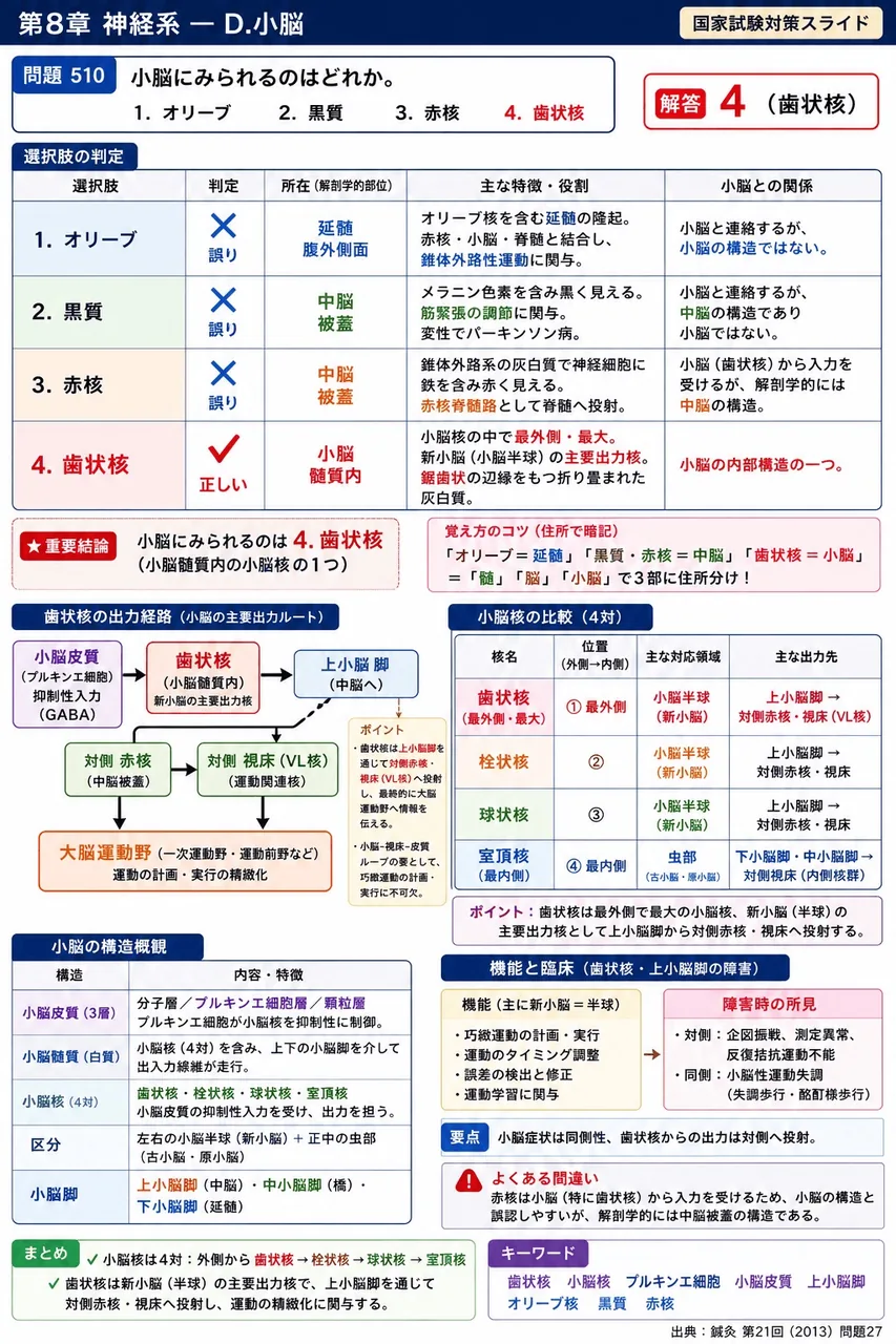 鍼灸 第21回(2013) 問題27|小脳にみられるのはどれか。 解説図