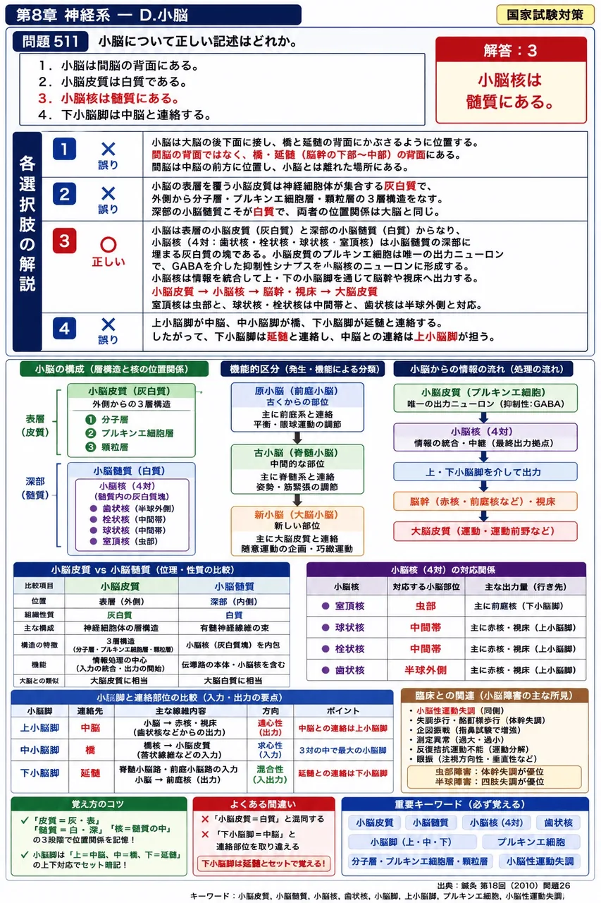 鍼灸 第18回(2010) 問題26｜小脳について正しい記述はどれか。 解説図