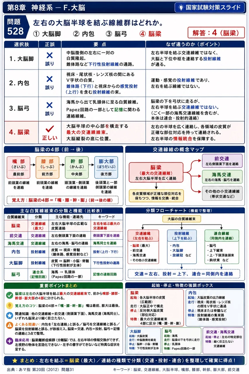 あマ指 第20回(2012) 問題31|左右の大脳半球を結ぶ線維群はどれか。 解説図