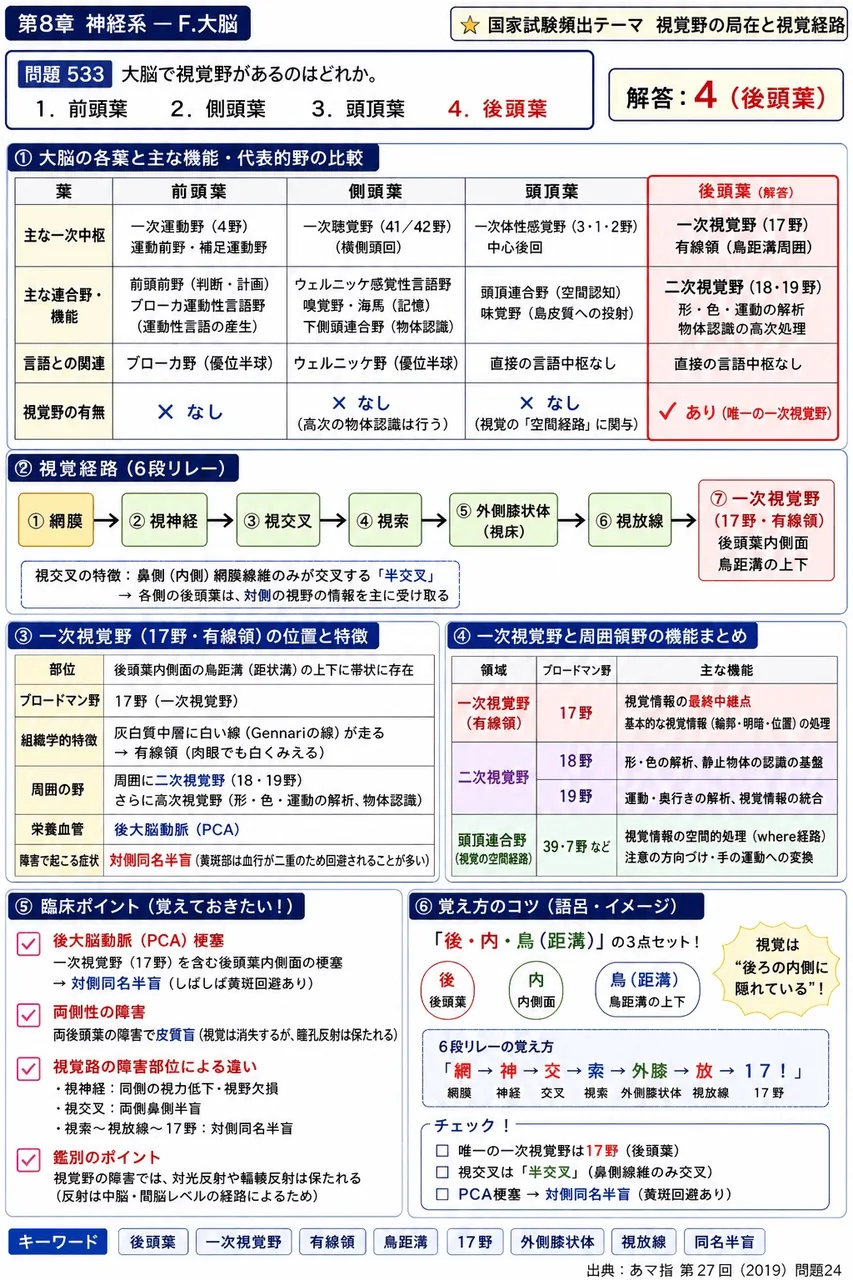 あマ指 第27回(2019) 問題24｜大脳で視覚野があるのはどれか。 解説図