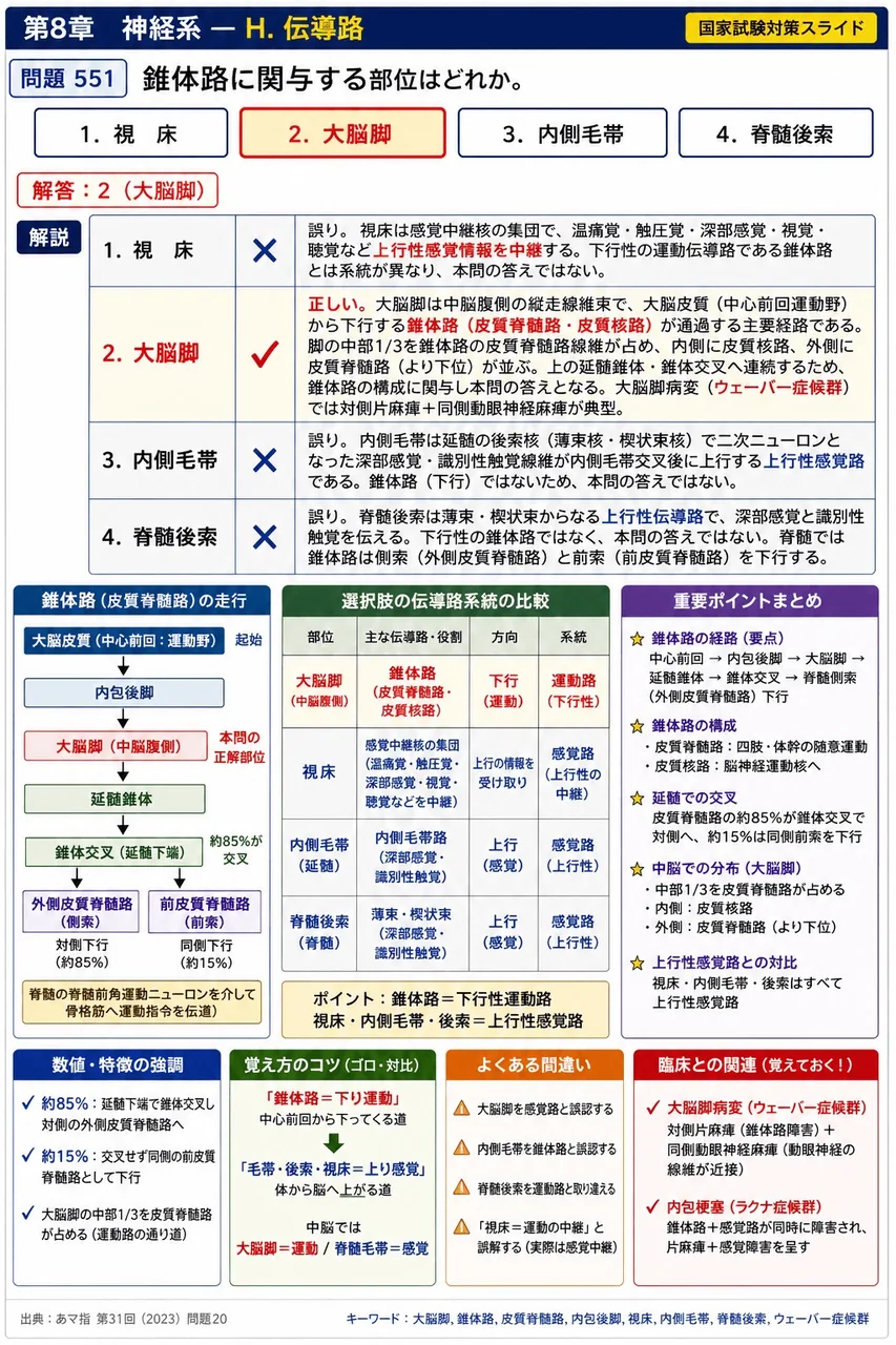 あマ指 第31回(2023) 問題20｜錐体路に関与する部位はどれか。 解説図