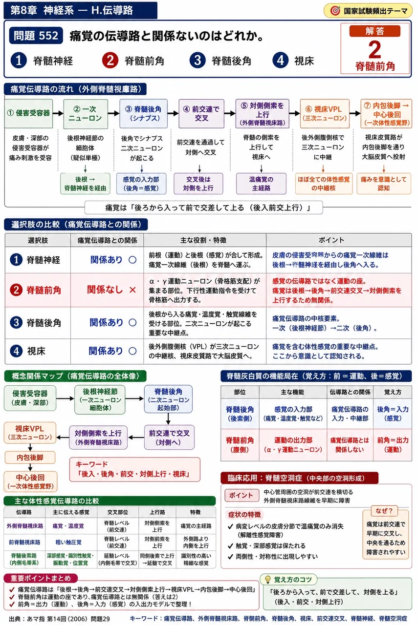 あマ指 第14回(2006) 問題29|痛覚の伝導路と関係ないのはどれか。 解説図