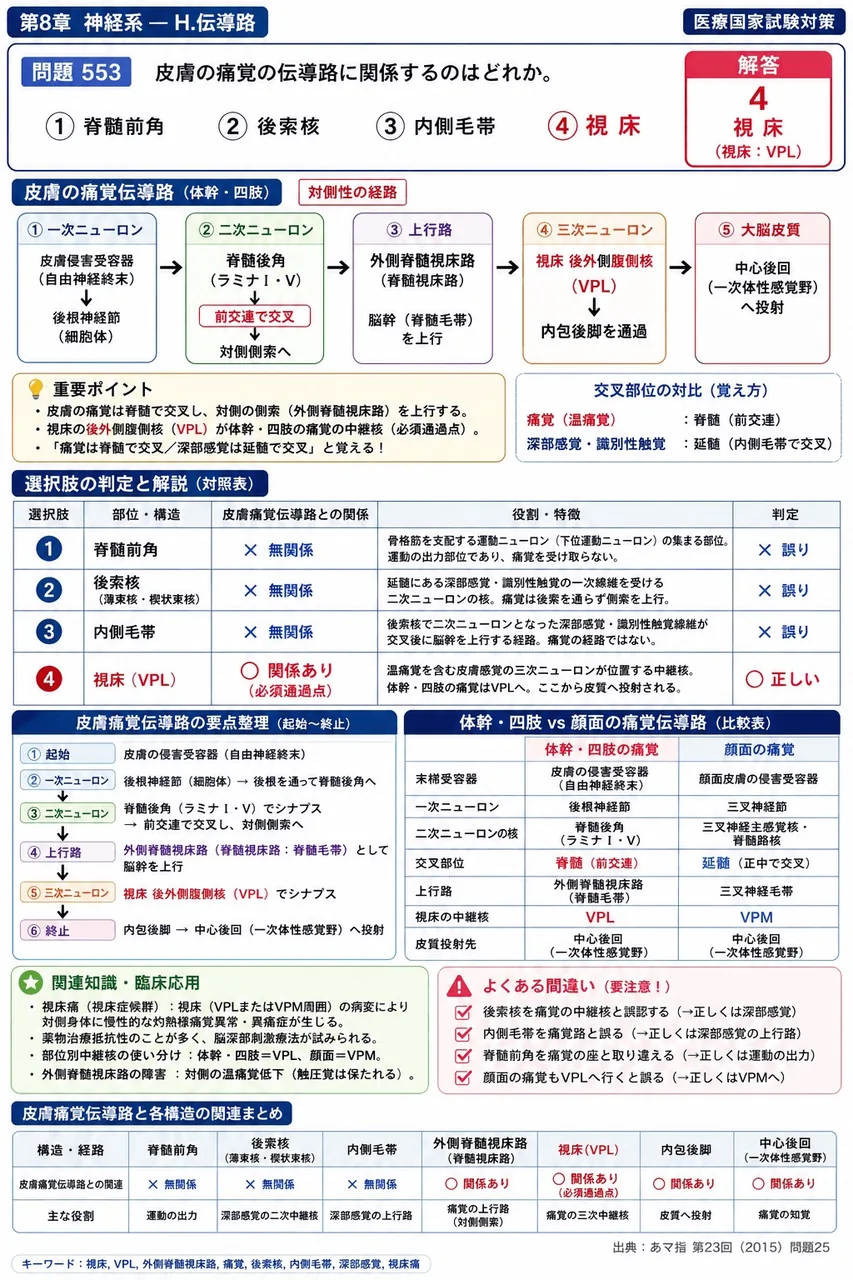 あマ指 第23回(2015) 問題25｜皮膚の痛覚の伝導路に関係するのはどれか。 解説図